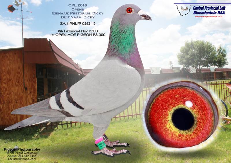 BENZING One Loft Race